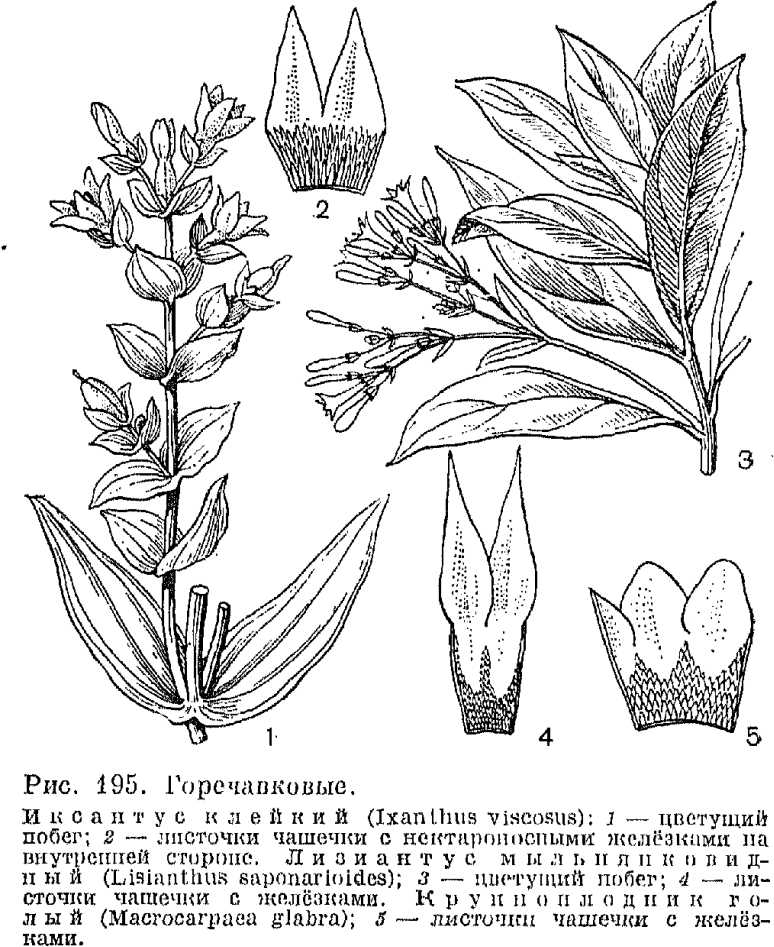 Горечавка или гентиана (gentiana): описание цветов и методики выращивания