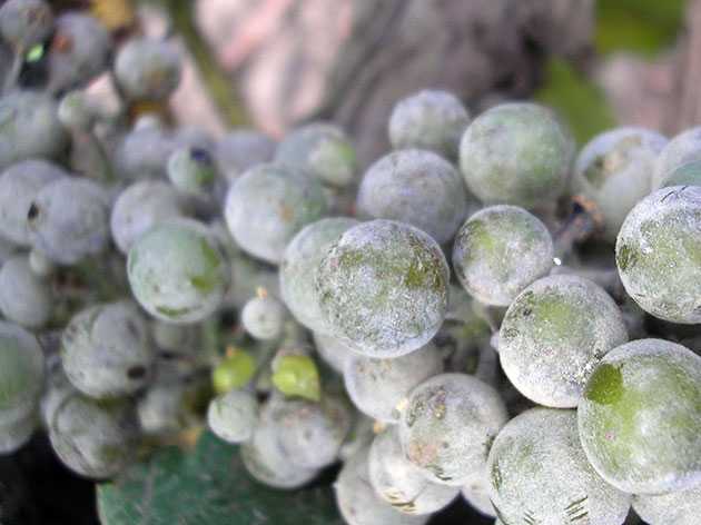 Методы борьбы с мильдью на винограде