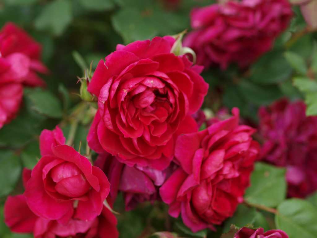 История выведения и основные разновидности канадских роз