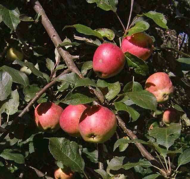 Яблоня пепин шафранная: описание сорта