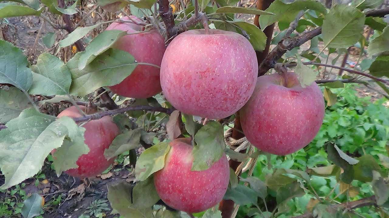 О яблоне фуджи: описание и характеристики сорта, посадка и уход, выращивание