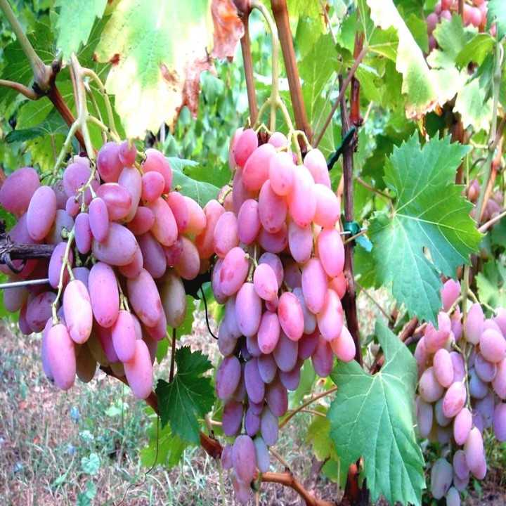 Сверхранние сорта винограда – обзор