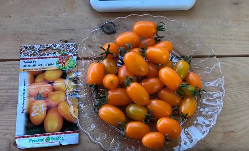 Сорт томата «финик желтый»: фото, отзывы, описание, характеристика, урожайность