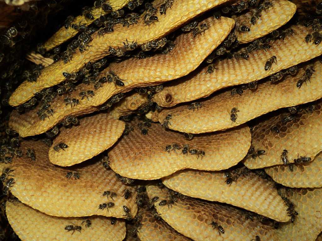 Дикий мед от лесных пчел: как отличить от подделки, где и как собирают, свойства