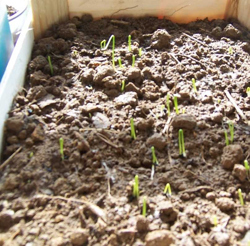 Стратификация семян черемши в домашних условиях. как вырастить черемшу на своем участке