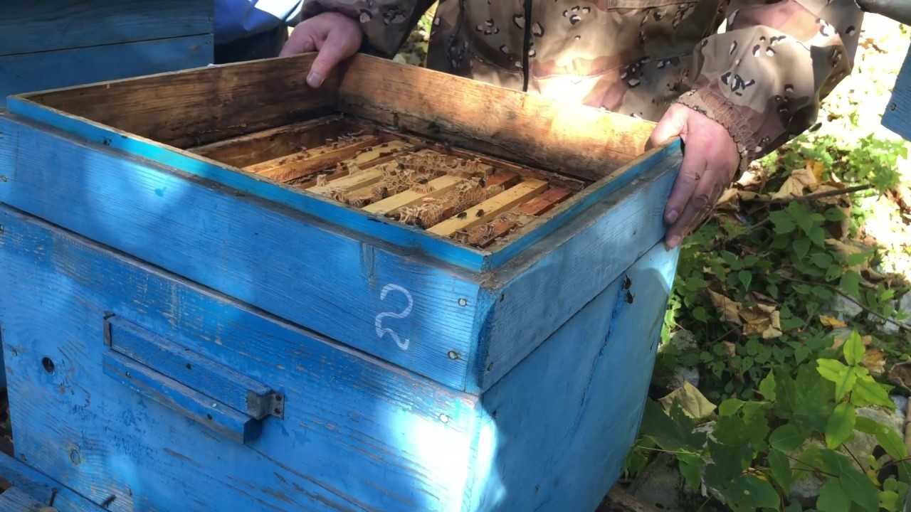 Как правильно подготовить пчел к зимовке: правила и полезные рекомендации