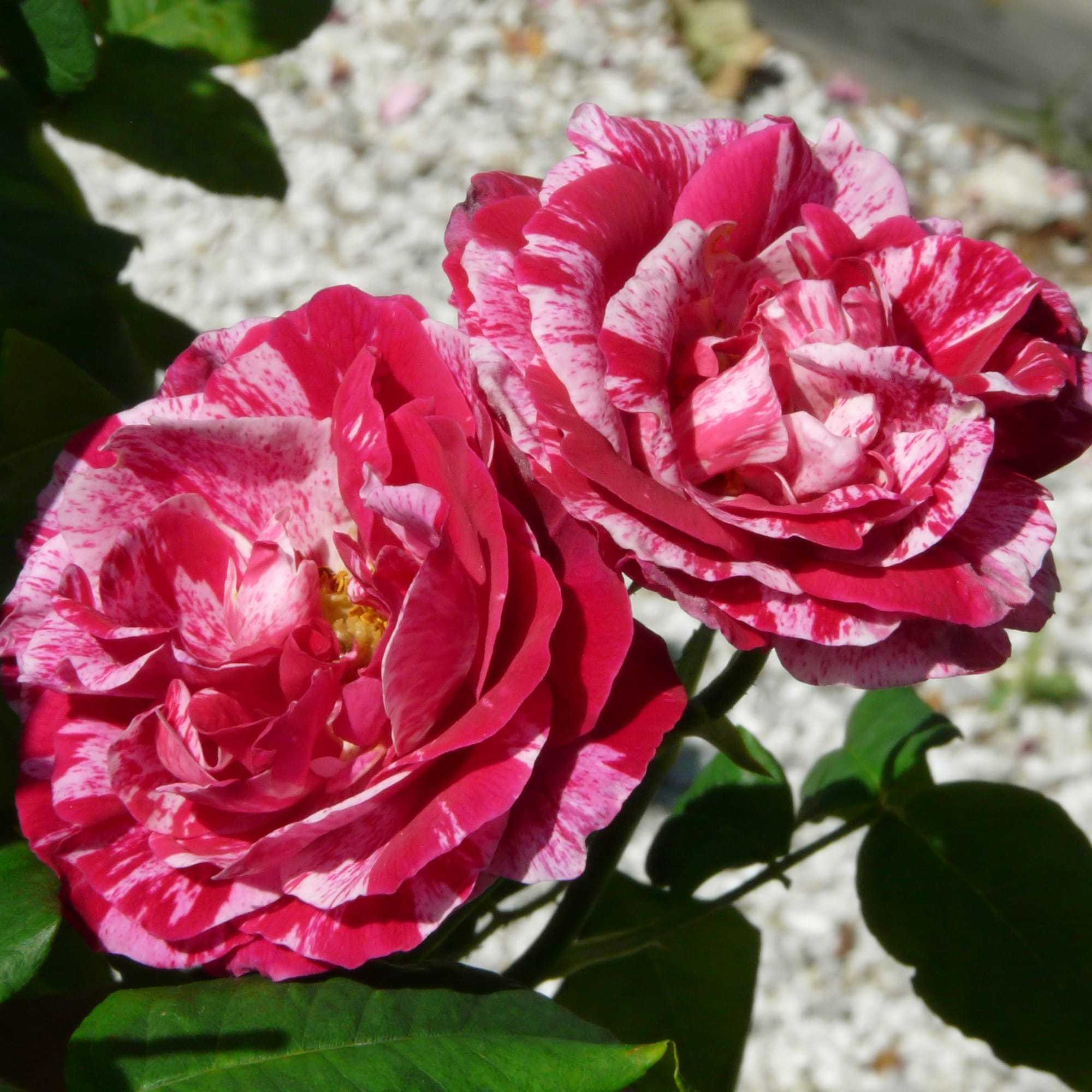 О сортах парковых роз: описание и характеристики, посадка, уход, выращивание