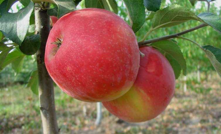 Сладчайшая яблоня медовое: описание сорта