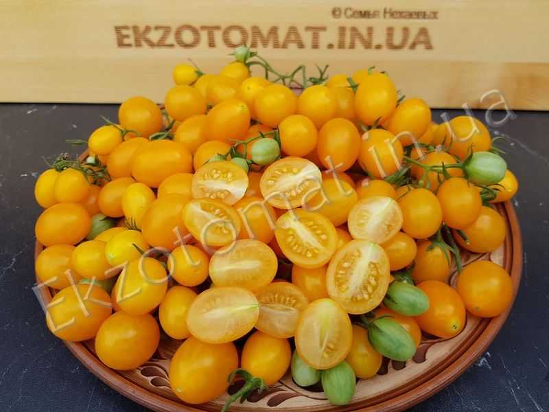 Финик желтый: описание сорта томата, характеристики помидоров, посев