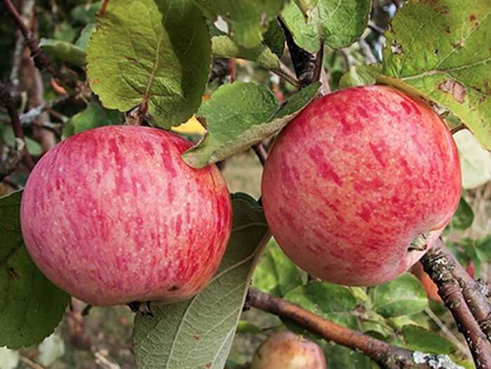 Подробное описание сорта яблок штрифель