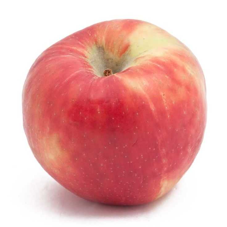 Агроном: характеристика сладкой зимней яблони хани крисп в 2019 году