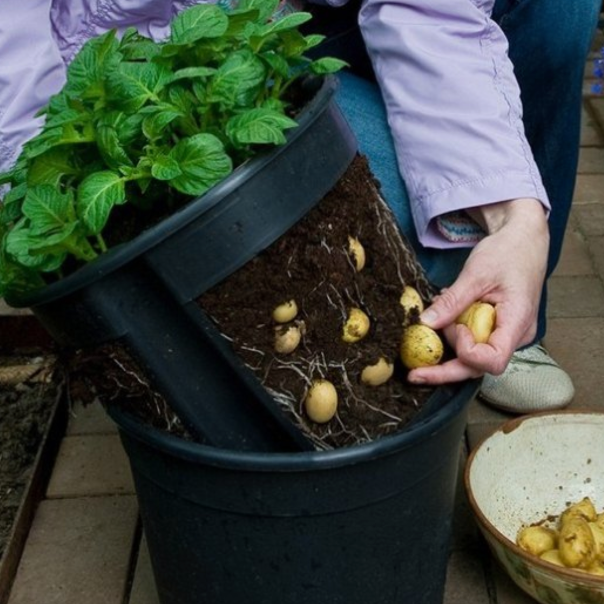 Как собрать ведро картофеля с одного куста: пошаговая инструкция по выращиванию урожая в ящиках и коробах без дна