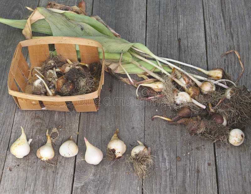Как хранить тюльпаны до посадки? когда выкапывать луковицы тюльпанов