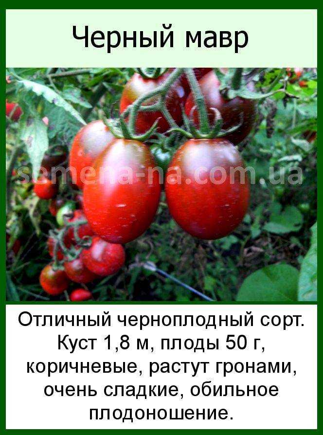 Черный мавр томат описание и фото