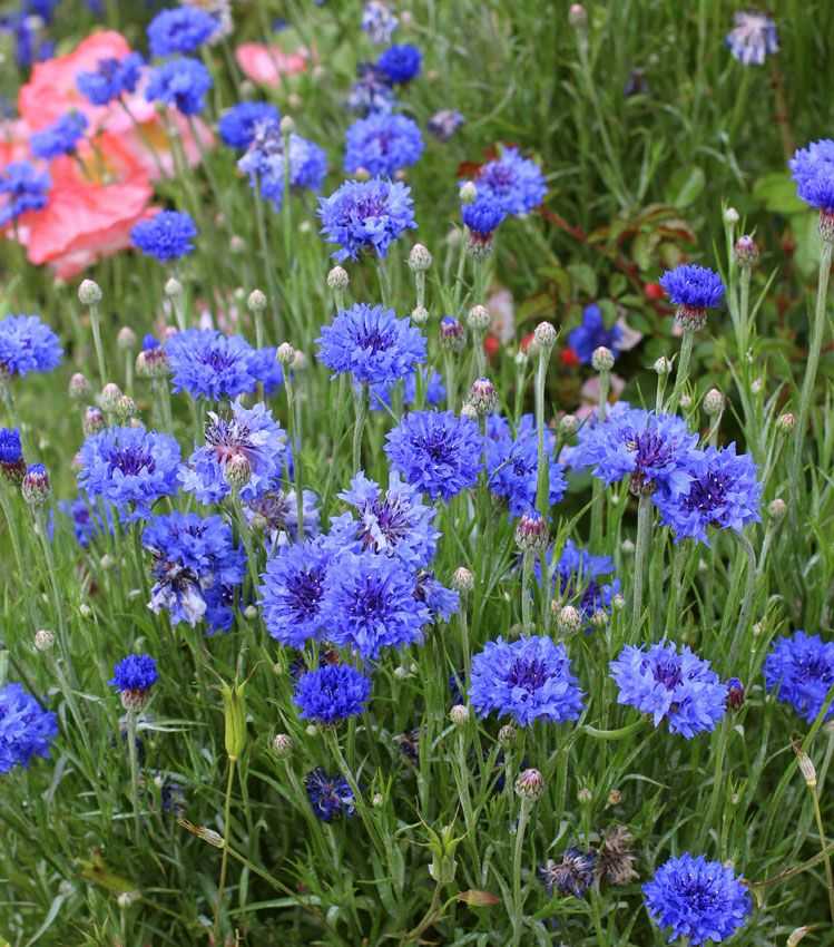 Василек синий (полевой) — сорняк с лечебными свойствами