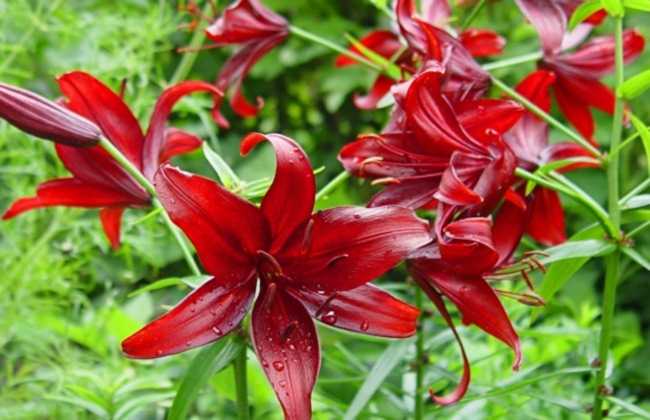 Лилии: посадка и уход в саду, хранение после цветения, сорта