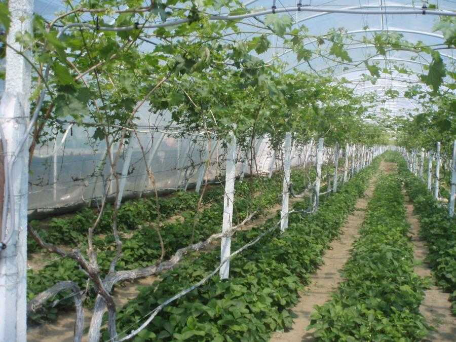 Выращивание винограда в подмосковье – 3 условия, подборка сортов и возделывание