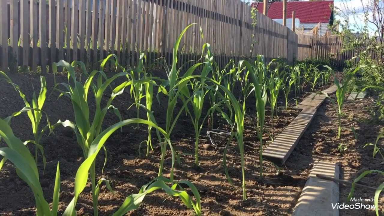 Как посадить кукурузу в огороде в открытый
