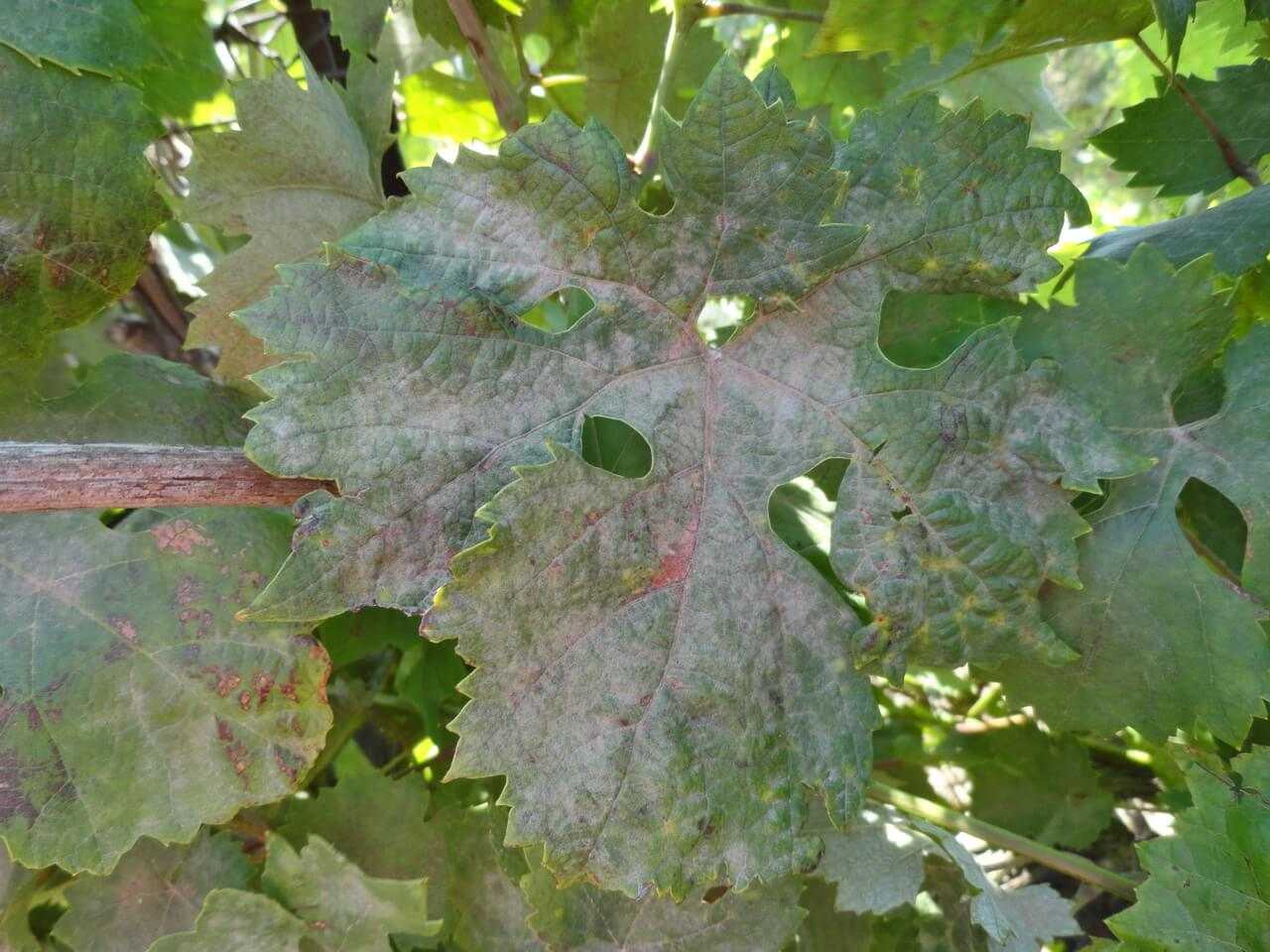 Пятна на листьях винограда