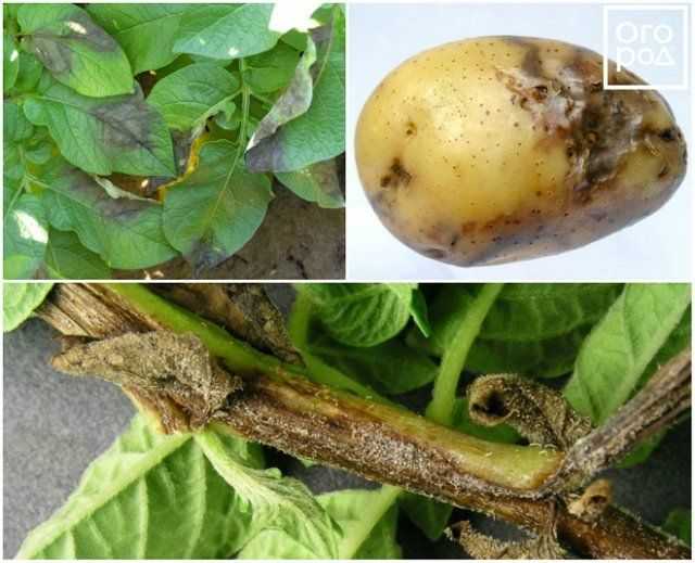 Борьба с фитофторой на картофеле. 3 народных способа как бороться с фитофторой на картофеле. | красивый дом и сад