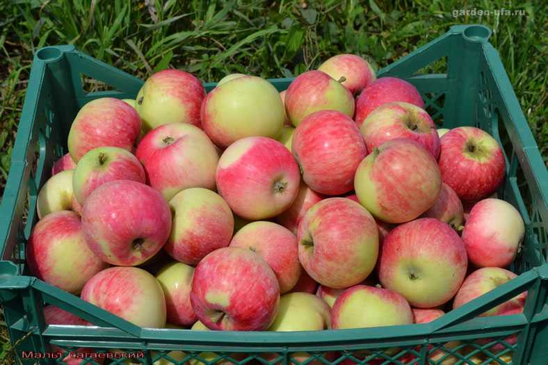 Яблоня пепин шафранный – 8 особенностей и 10 рекомендаций по посадке и уходу