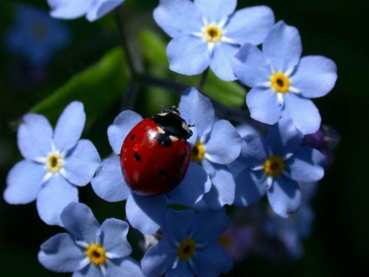 Незабудка цветок — описание и характеристики растения