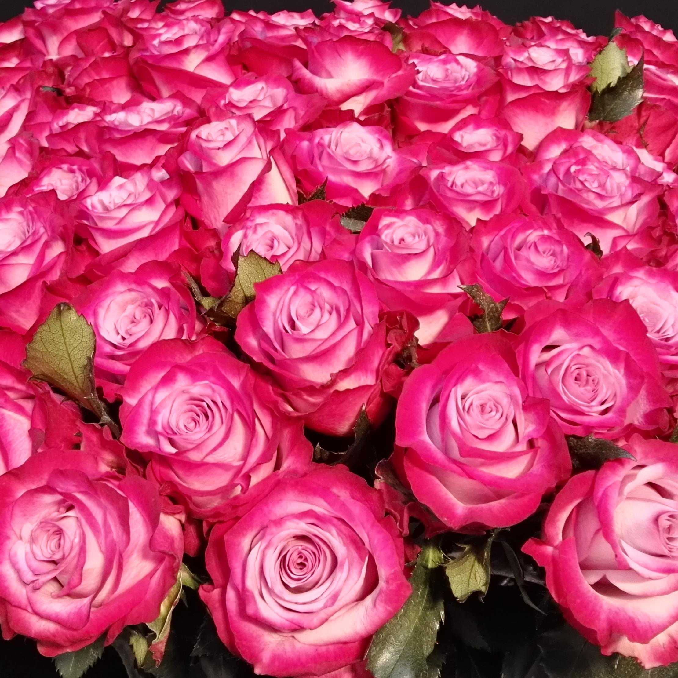 Розовые розы сорта названия. Сорт роз Пинк Флойд.