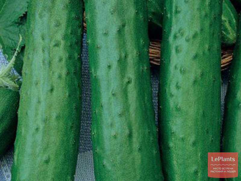 Сорт огурцов туми f1: описание, выращивание и уход