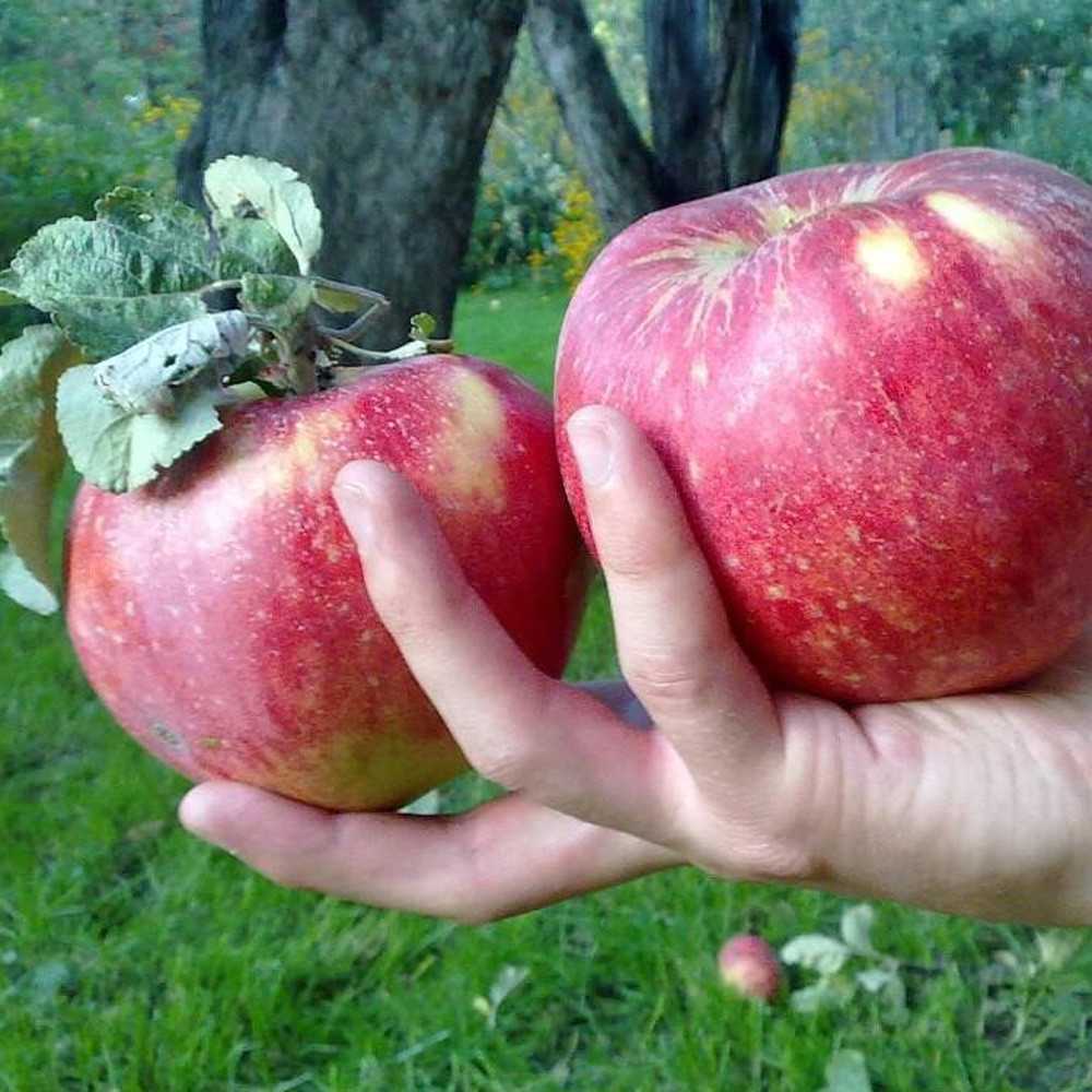 Загадочный и фантастический сорт яблонь апорт