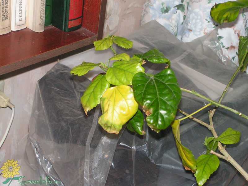 Желтеют и опадают листья у китайской розы: что делать, если комнатный гибискус вянет в горшке? по каким причинам он сбрасывает листья зимой? тонкости ухода в домашних условиях