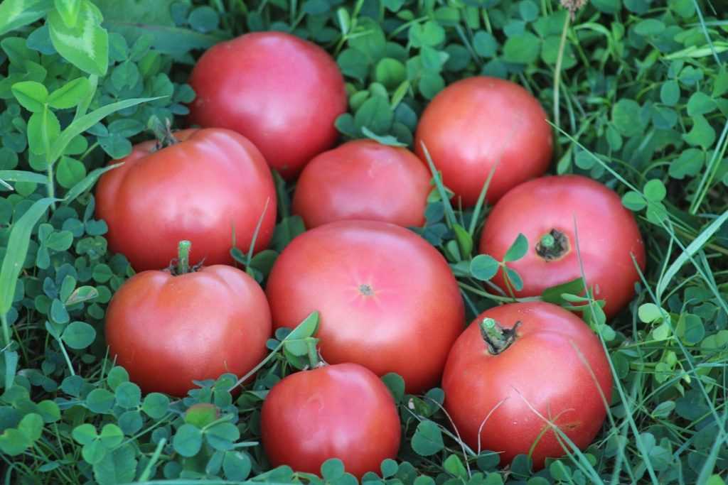 Томат "розовый мед": характеристика и описание крупноплодного сорта помидор, фото созревших плодов, выращивание и борьба с вредителями