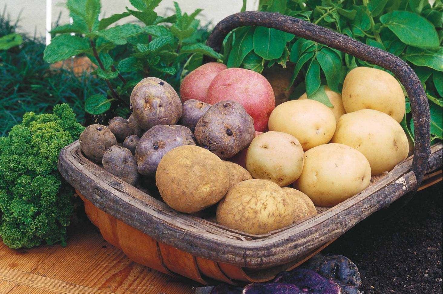 Вкусные сорта картофеля урожайные какие