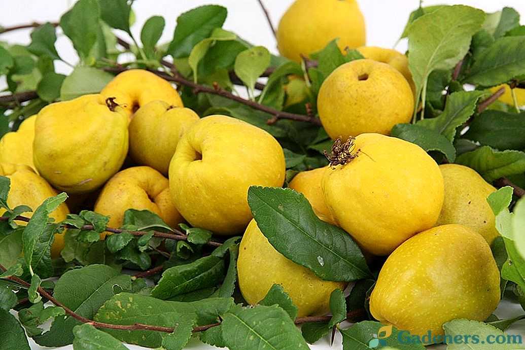 Болезни айвы — сохнут листья
