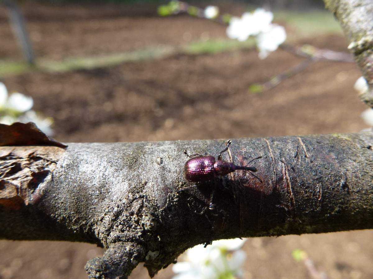 Болезни и вредители сада: обработка весной, в апреле и мае. обработка сада весной от болезней и вредителей