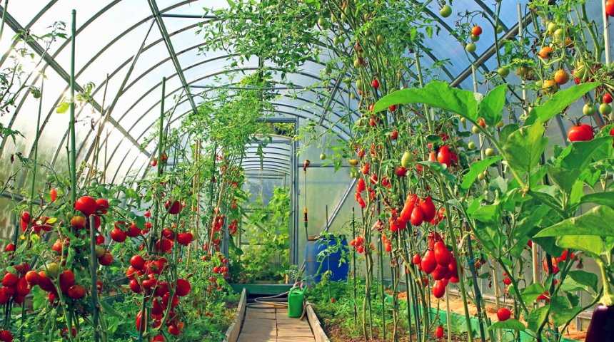 Можно ли вырастить базилик с томатами рядом в одной теплице или в открытом грунте? как это сделать правильно?