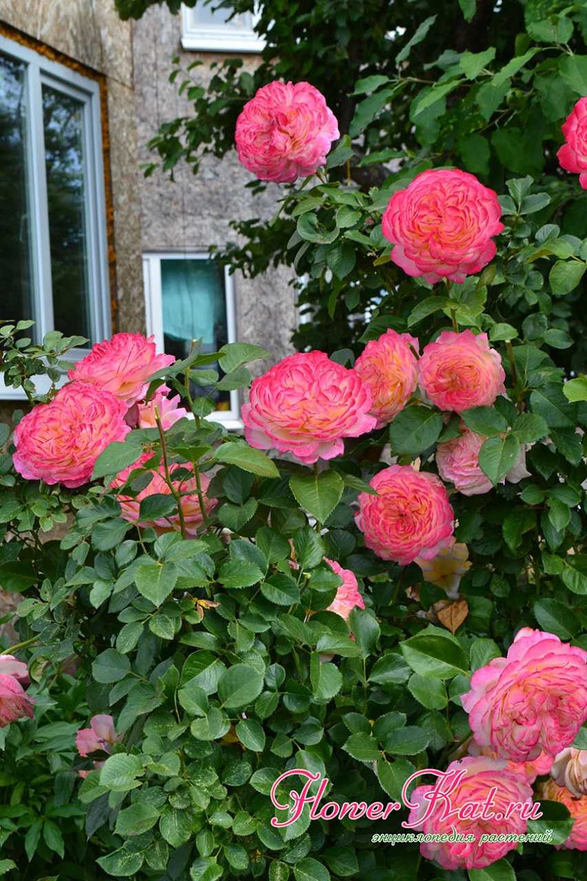 Розы кордес – 7 отличий, проверенные сорта и возделывание