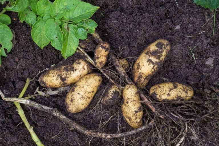 Старейший отечественный сорт картофеля «лорх» фото и характеристики