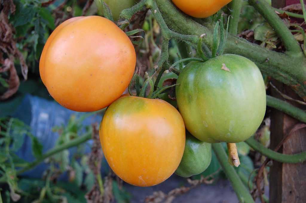 Медовый спас томаты урожайность. Томат медовый спас. Сорт помидор медовый спас. СИБСАД томат медовый спас. Семена томат медовый спас.