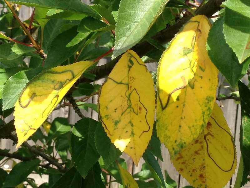 Почему желтеют листья у сливы и как помочь дереву? - общая информация - 2020