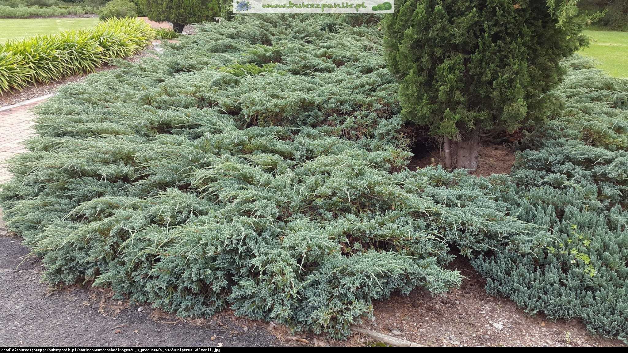 Можжевельник прибрежный шлягер (juniperus conferta schlager)