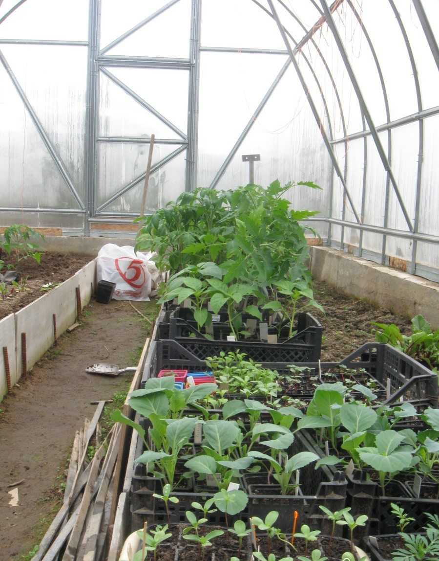 Совместимость овощных культур при посадке в теплице: совместные растения из поликарбоната, посадка совмещенная