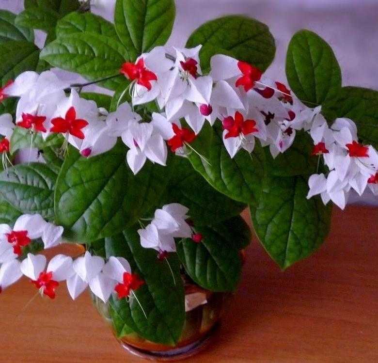 Кивающий жасмин — клеродендрум уоллича: фото и советы по уходу
