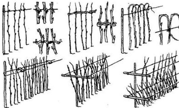 Схема подвязки малины
