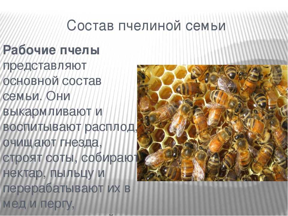 Сколько пчел проживает в одном улье