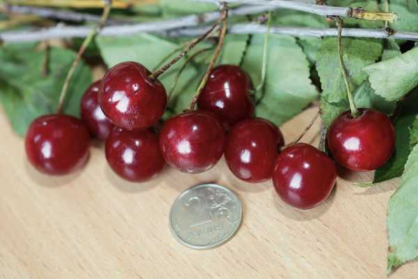 Какие сорта вишни для урала лучше выращивать