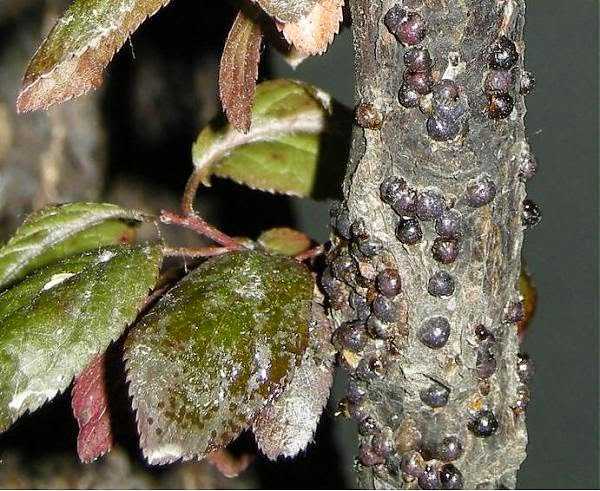Чем опрыскивать деревья от тли и муравьев