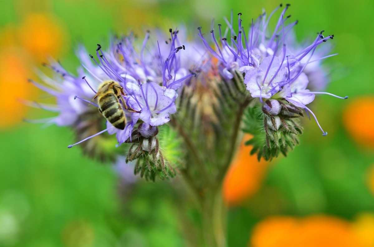 О медоносных растениях высеваемых специально для пчел: подсолнух, эспарцет, соя