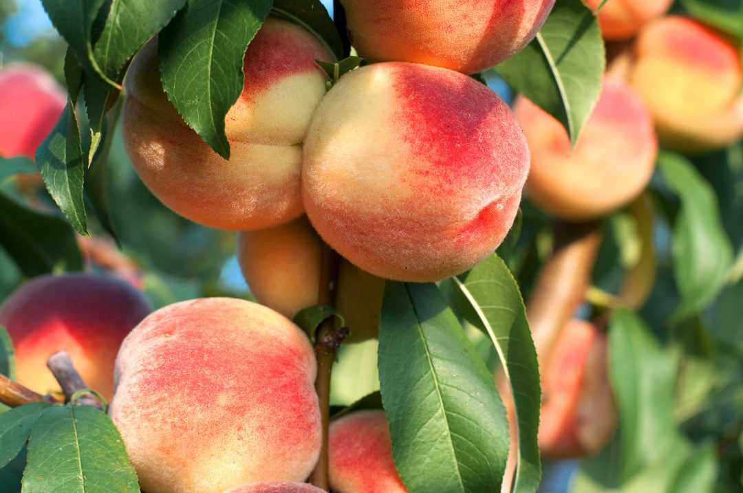 Нектарин яблочный: описание сорта и 4 этапа ухода