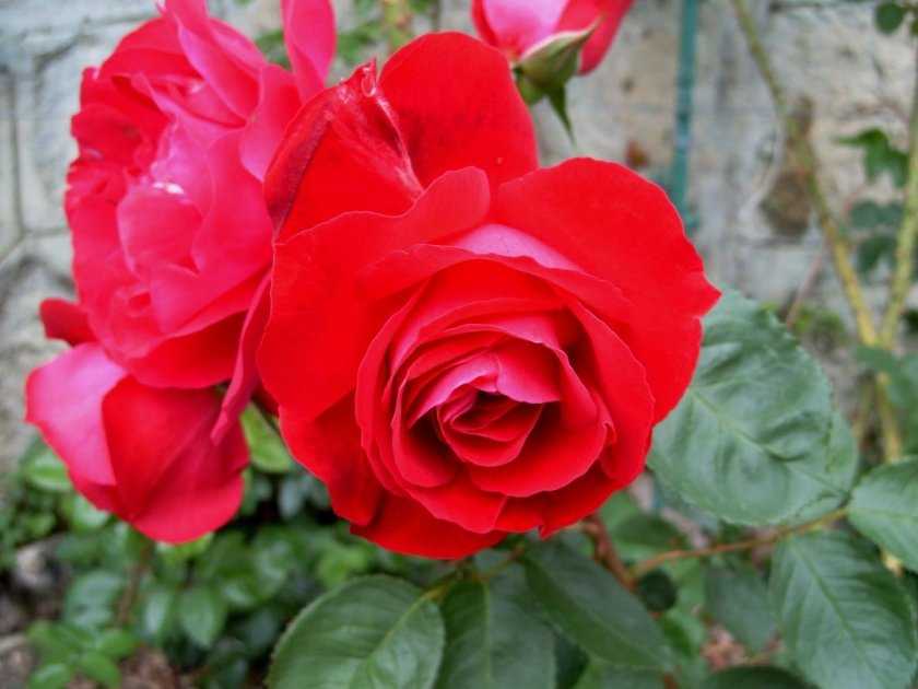Кустовые розы: лучшие сорта и особенности выращивания