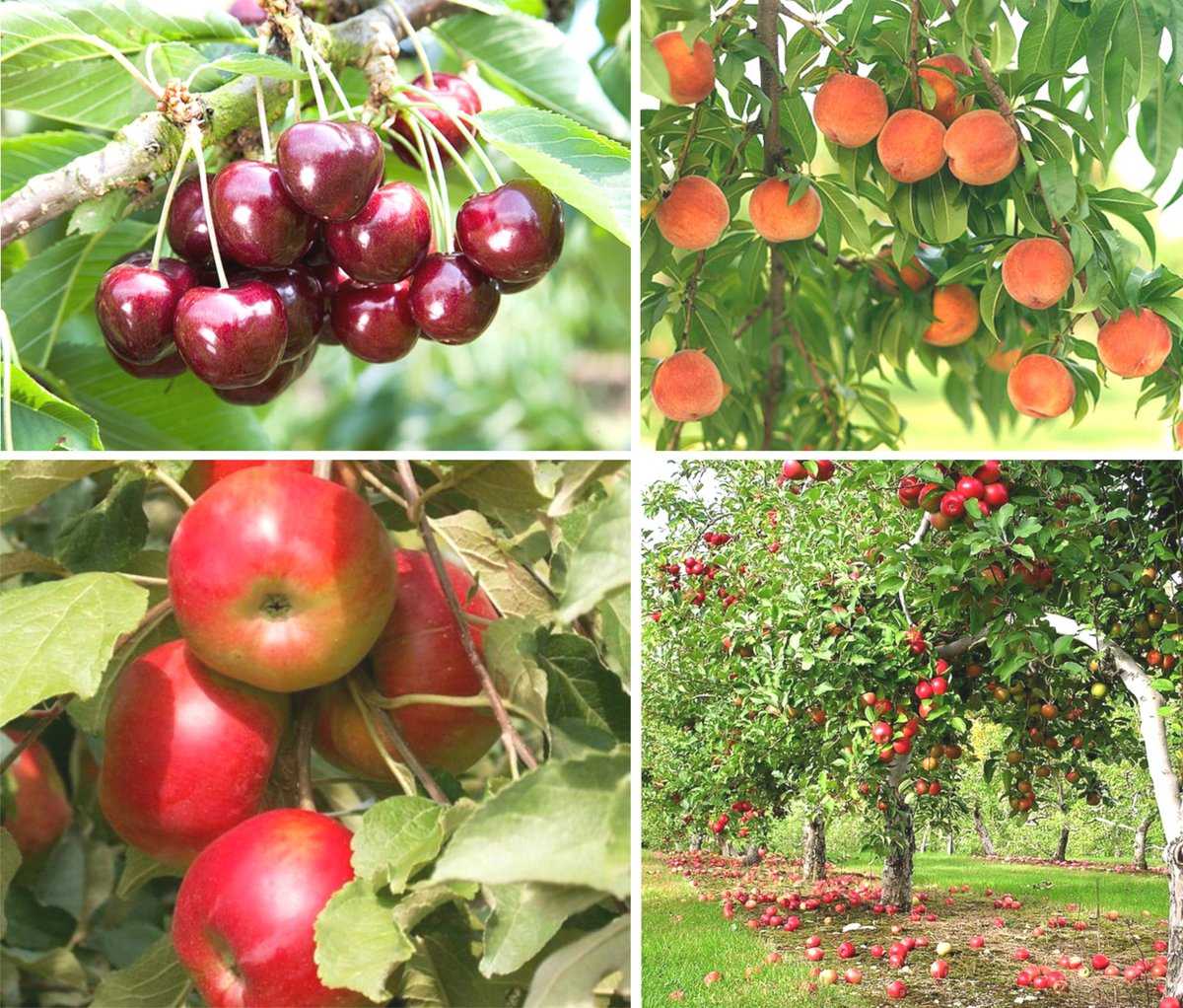 О совместимости плодовых деревьев и кустарников в саду: соседство, таблица